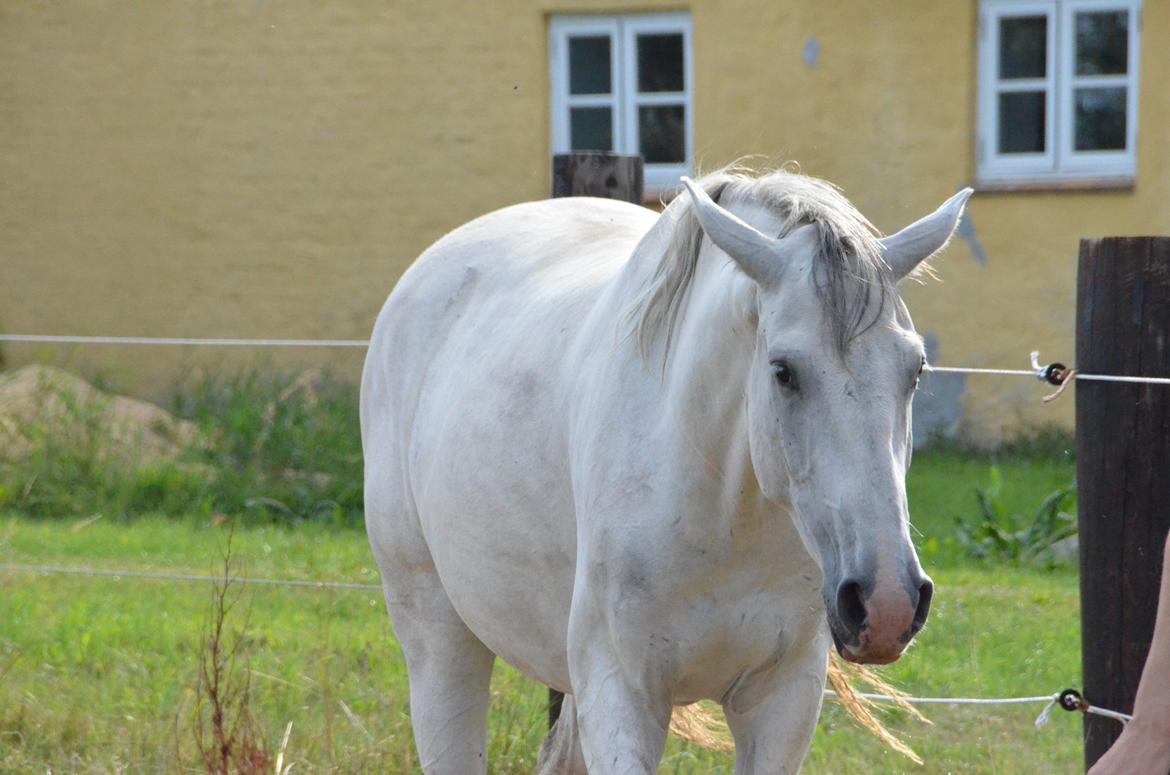 Dansk Varmblod Lw Finess billede 23