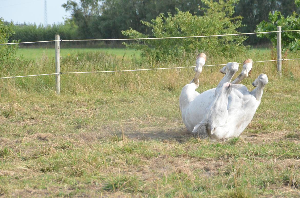 Dansk Varmblod Lw Finess billede 24