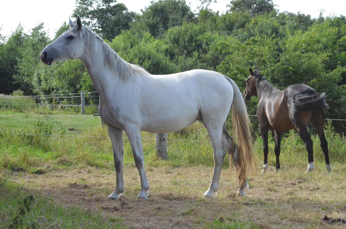 Dansk Varmblod Lw Finess billede 25