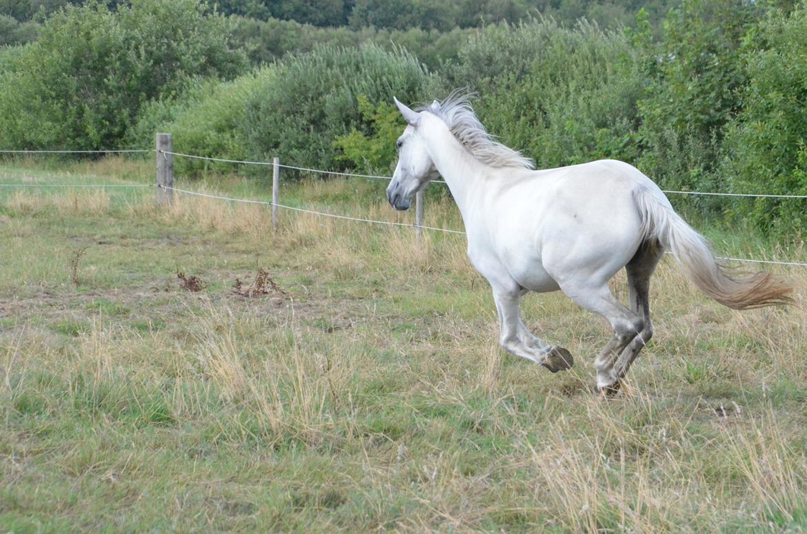 Dansk Varmblod Lw Finess billede 26