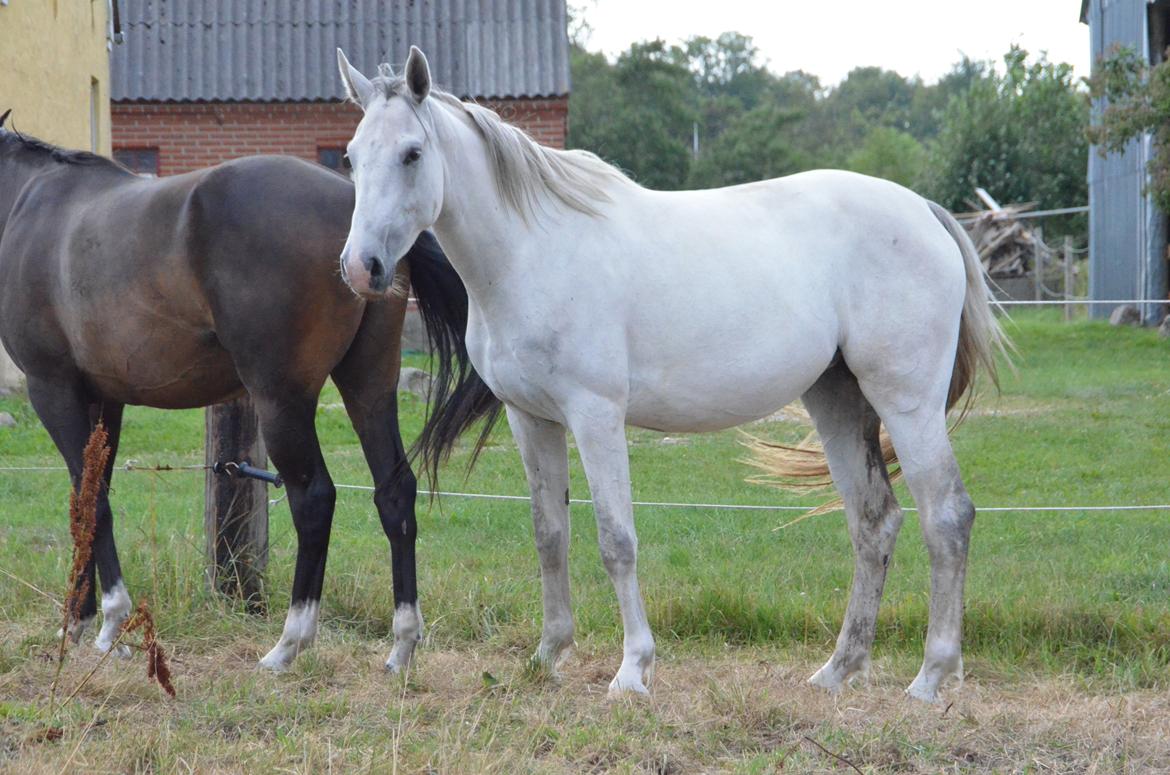 Dansk Varmblod Lw Finess billede 27