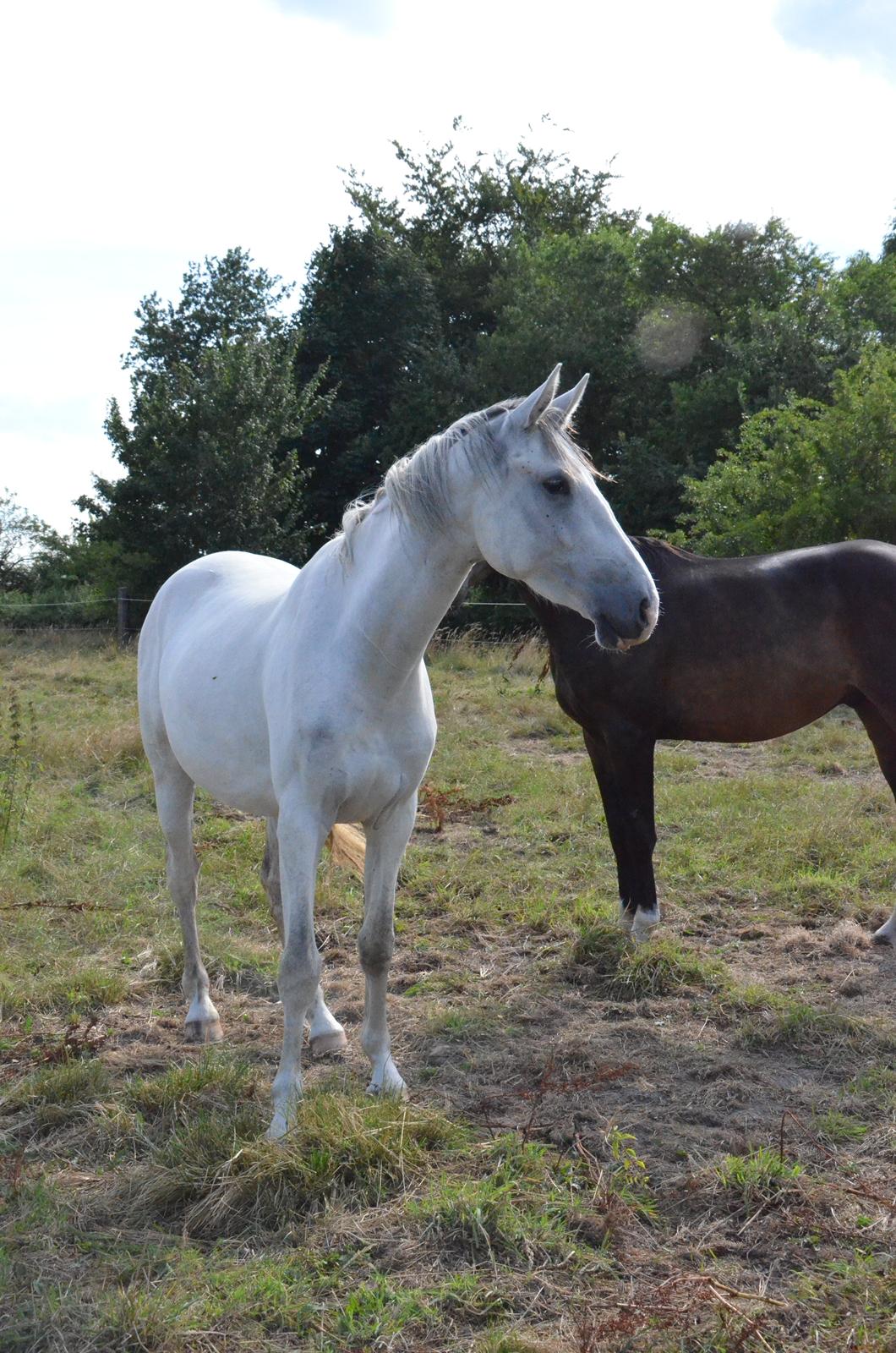 Dansk Varmblod Lw Finess billede 28