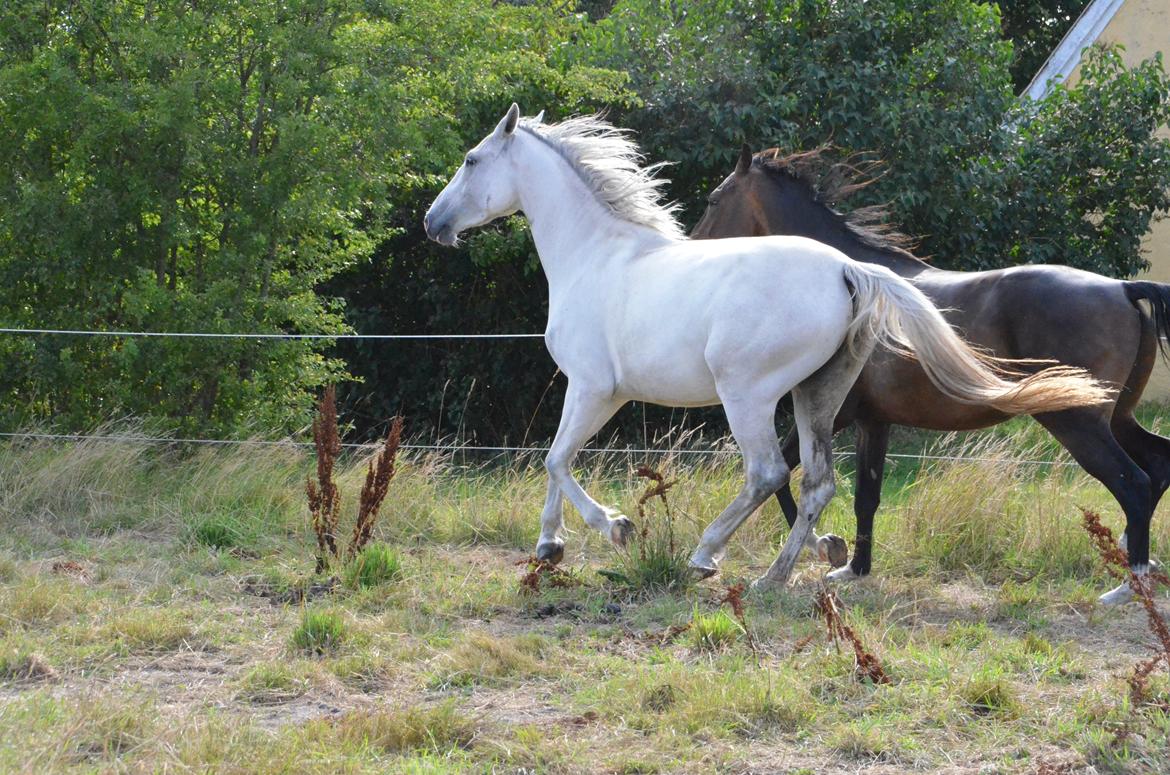 Dansk Varmblod Lw Finess billede 29