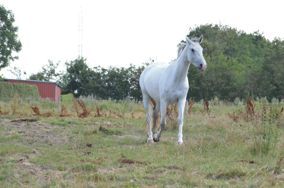 Dansk Varmblod Lw Finess billede 30