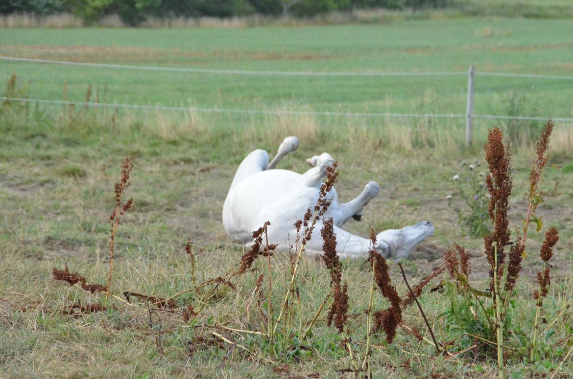 Dansk Varmblod Lw Finess billede 31