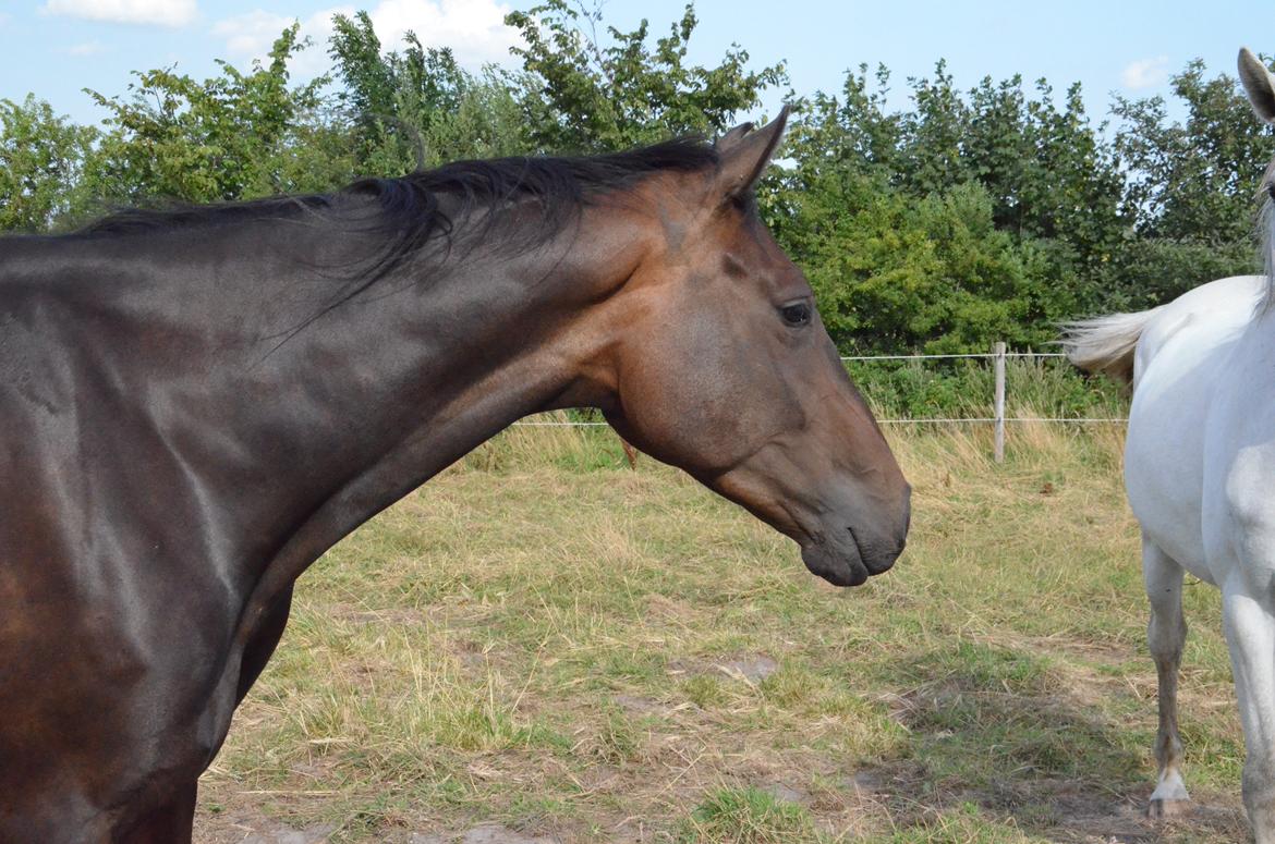 Holstener Caribu billede 2