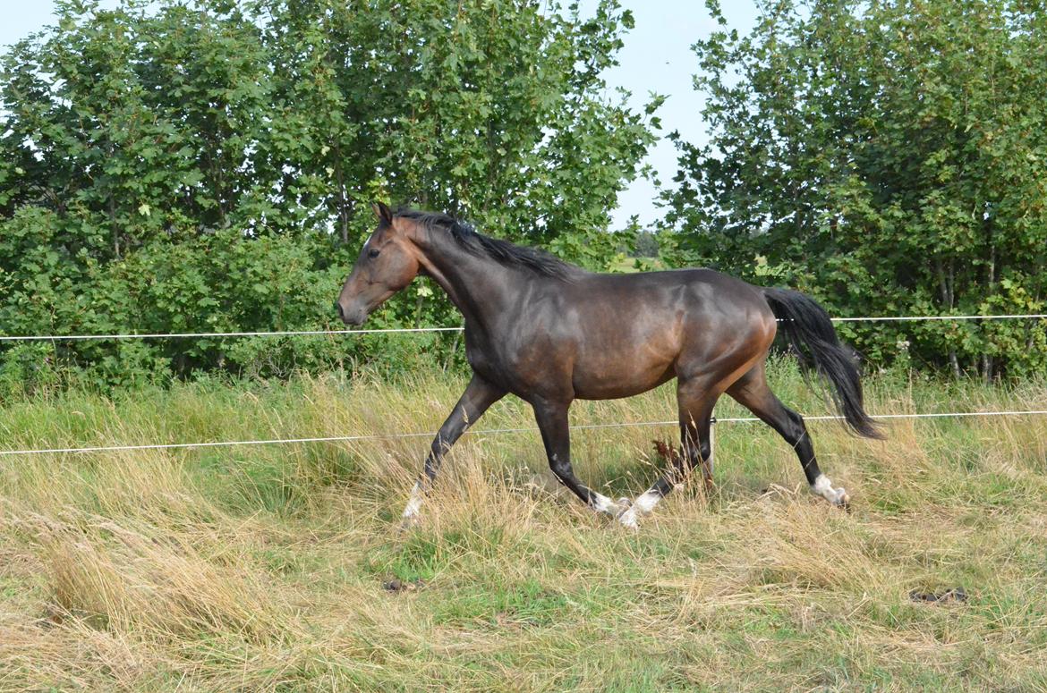 Holstener Caribu billede 3