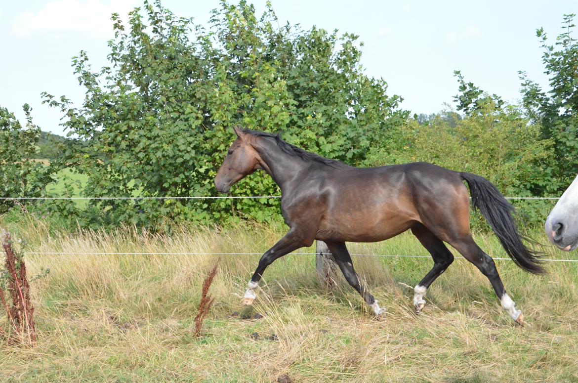 Holstener Caribu billede 1