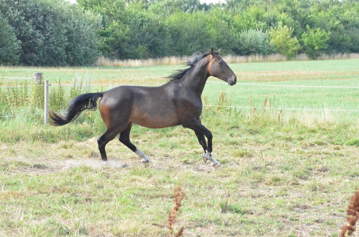 Holstener Caribu billede 4