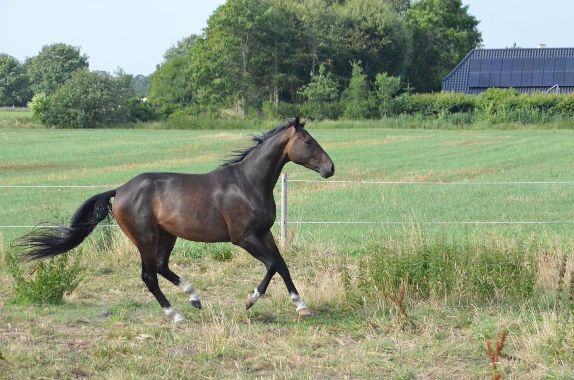 Holstener Caribu billede 5