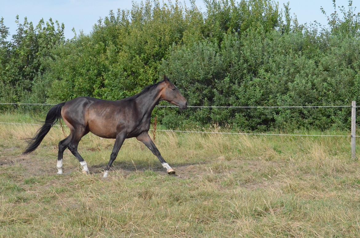 Holstener Caribu billede 6