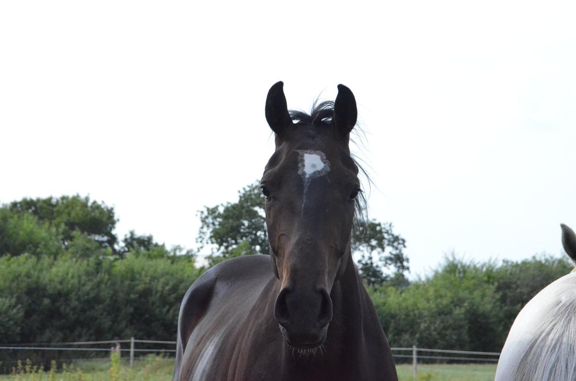 Holstener Caribu billede 7