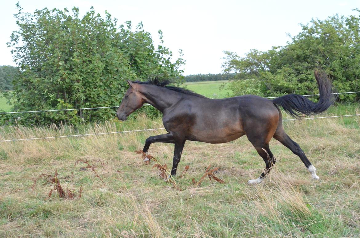 Holstener Caribu billede 8