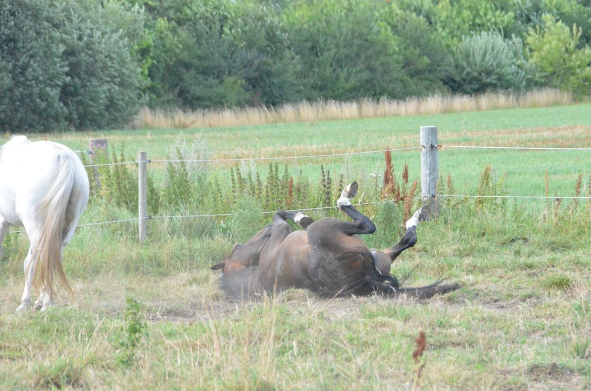 Holstener Caribu billede 9