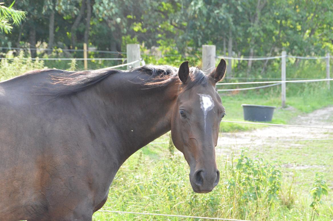 Holstener Caribu billede 10