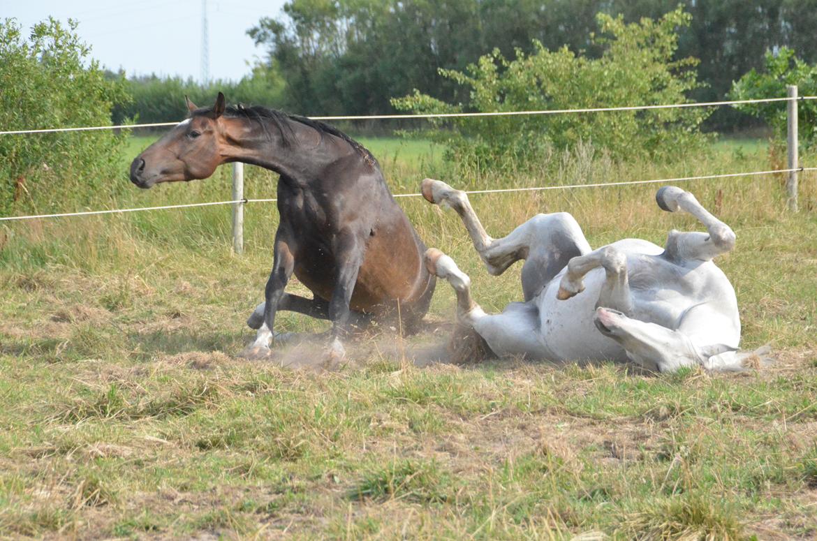 Holstener Caribu billede 12