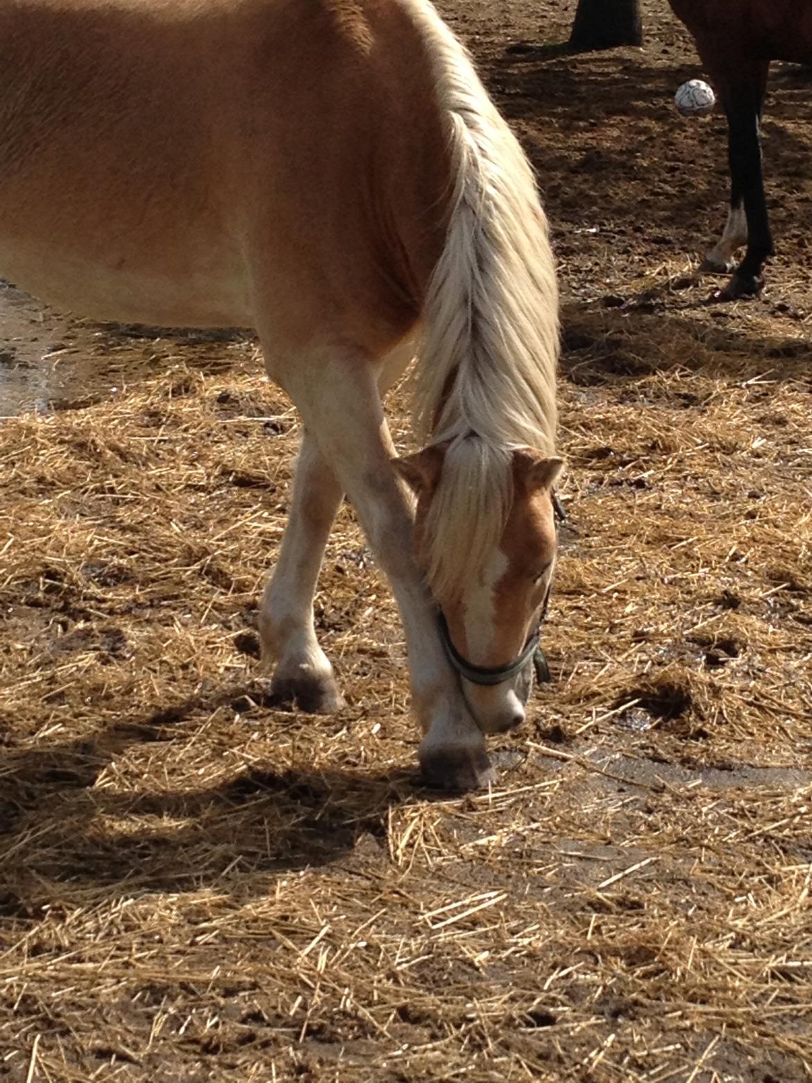 Haflinger Amigo billede 7