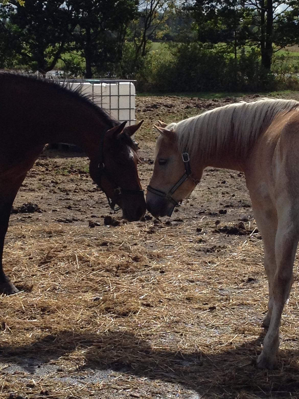Haflinger Amigo billede 8