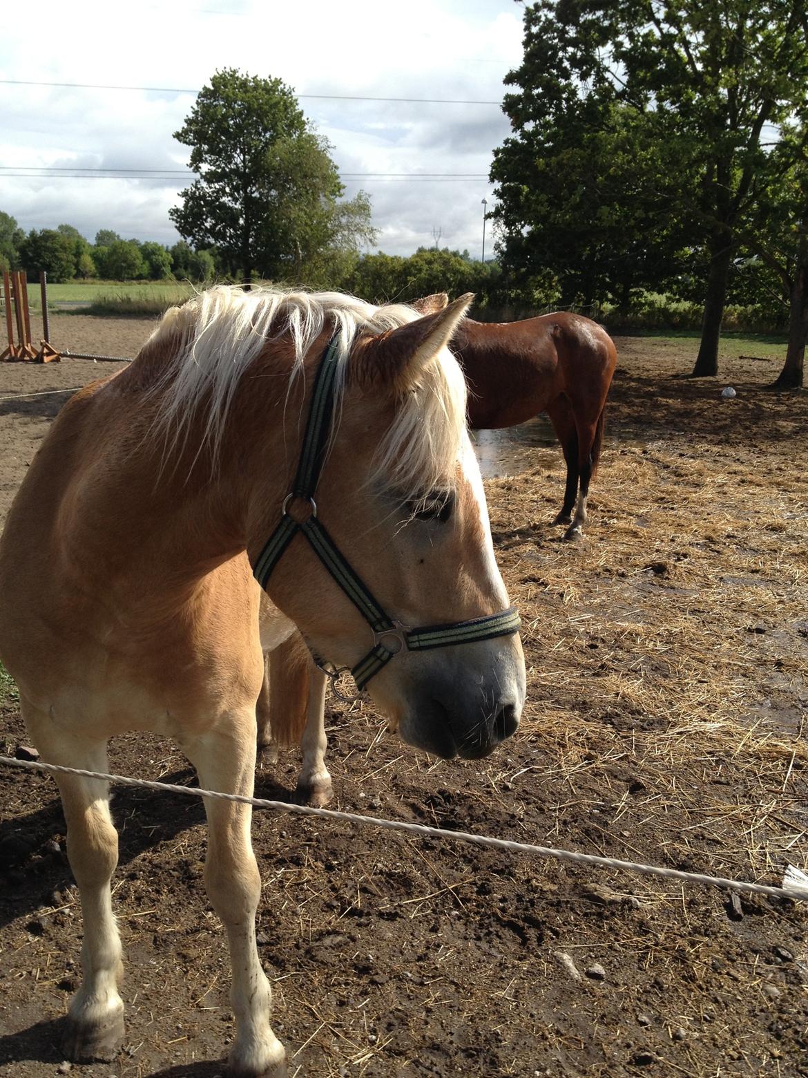 Haflinger Amigo billede 9