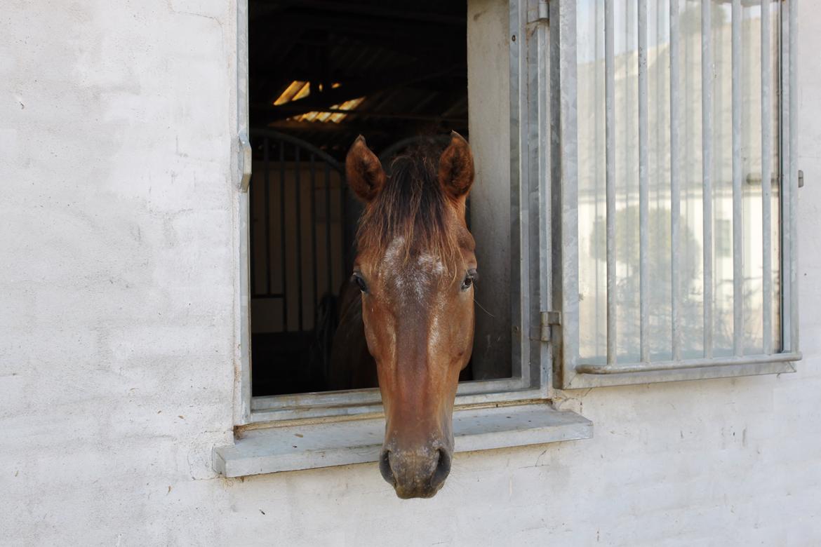 Knabstrupper - Piano *Knappe* - Dejlige Knappe <3 billede 4