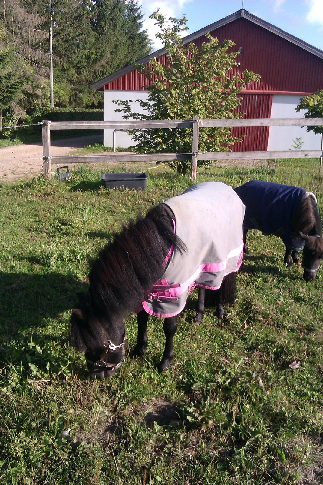 Miniature Ludvig (R.I.P d 15/7-15) billede 10