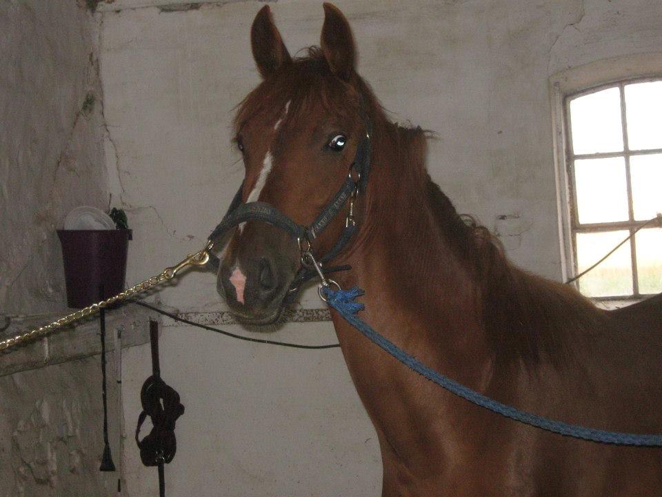 Frederiksborg Lillegårds Aslan " Dovahkiin " billede 20