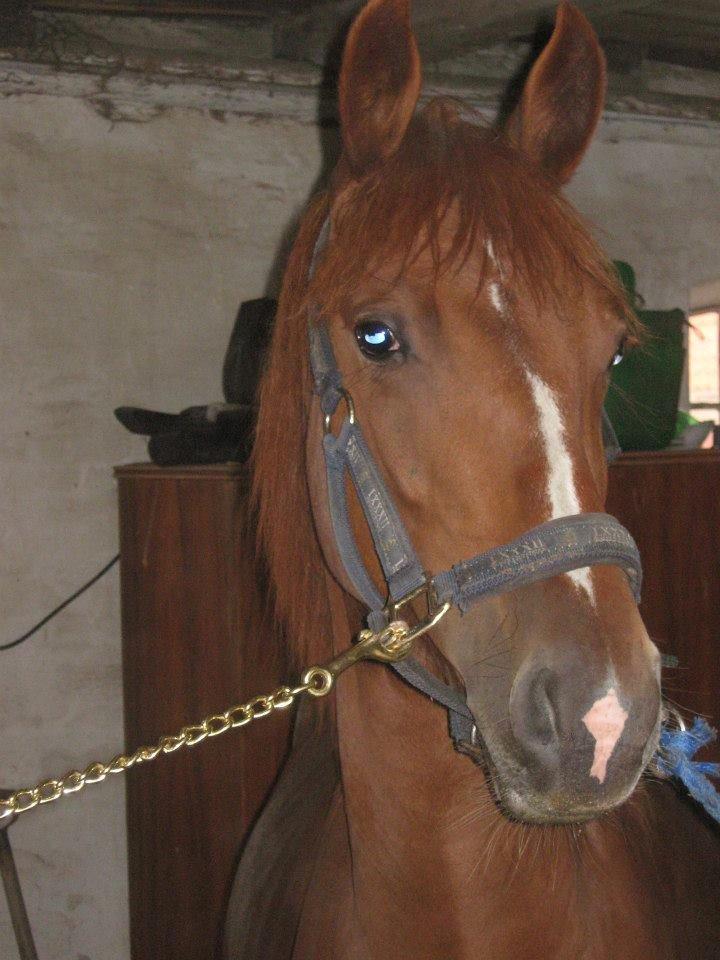 Frederiksborg Lillegårds Aslan " Dovahkiin " - Velkommen til Bettefisen's profil :) billede 2