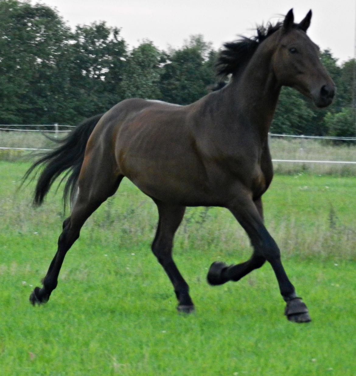 Hannoveraner Domino - Sikke en flot hest :D billede 15