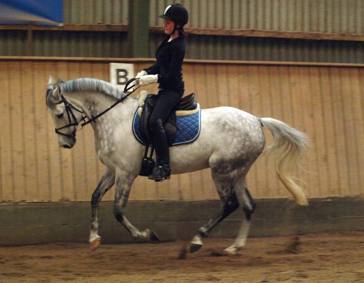 Hollandsk Sportspony V.P. Hestia - Smukke hestia i samlet galop.  billede 3