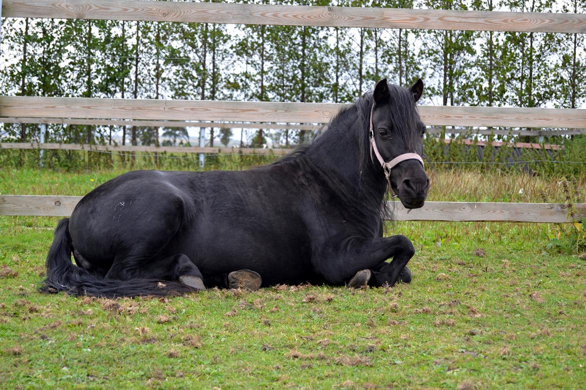 DSP Beauty - Foto: Mig billede 4