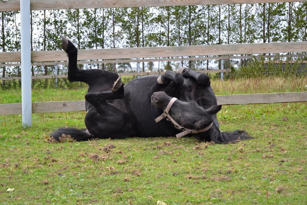 DSP Beauty - Foto: Mig billede 9