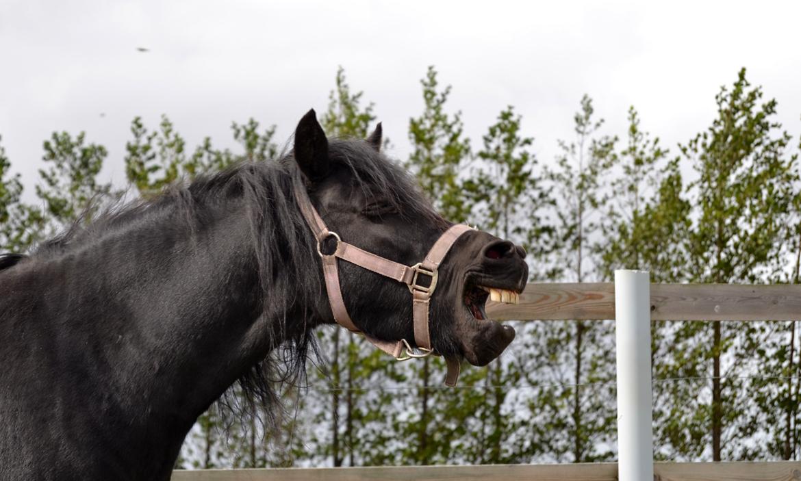 DSP Beauty - Foto: Mig billede 15