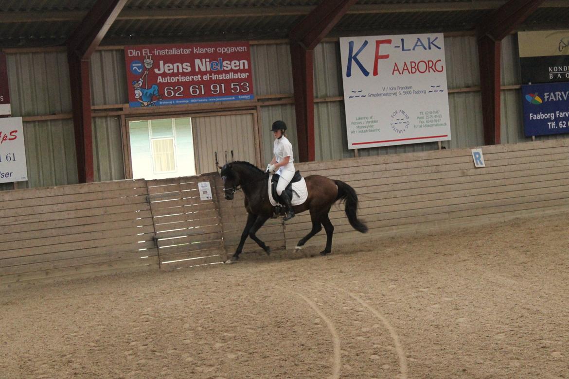 Anden særlig race Gavbogaard Lucas billede 1