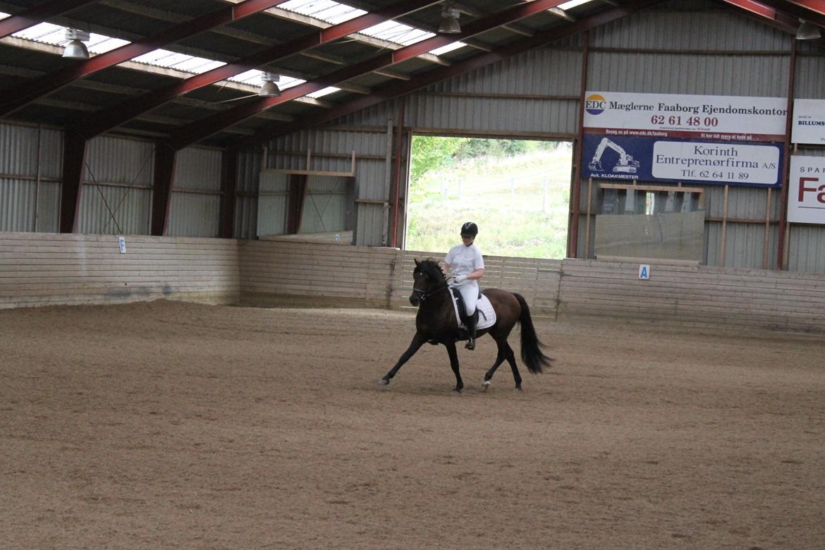 Anden særlig race Gavbogaard Lucas billede 7
