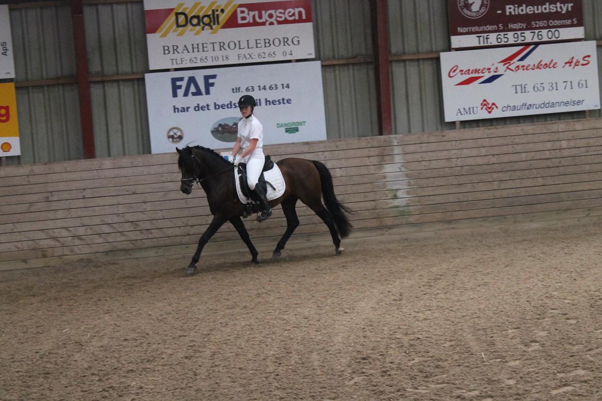 Anden særlig race Gavbogaard Lucas billede 3