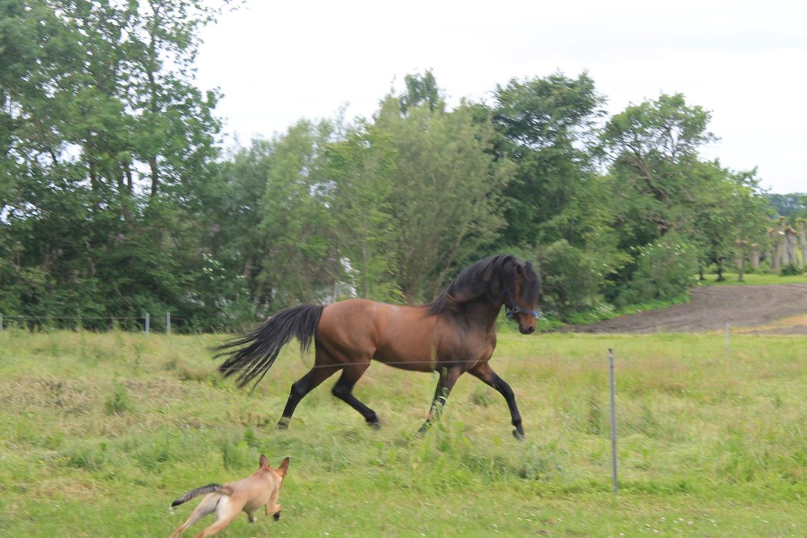 Anden særlig race Gavbogaard Lucas billede 11