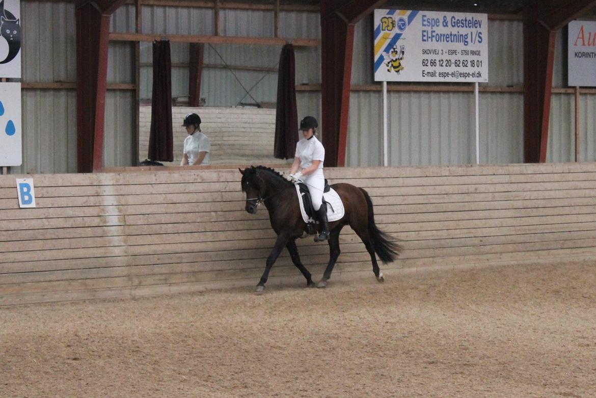 Anden særlig race Gavbogaard Lucas billede 12