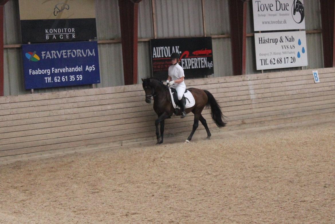 Anden særlig race Gavbogaard Lucas billede 13