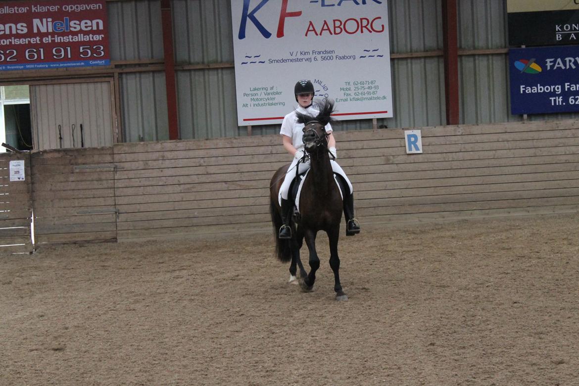 Anden særlig race Gavbogaard Lucas - smil til fotografen :-) billede 14