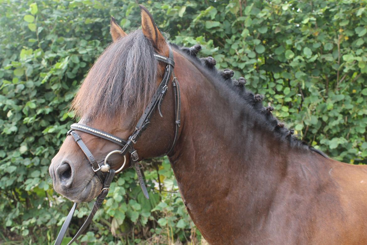 Anden særlig race Gavbogaard Lucas billede 17