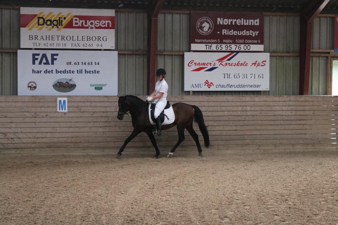 Anden særlig race Gavbogaard Lucas billede 19