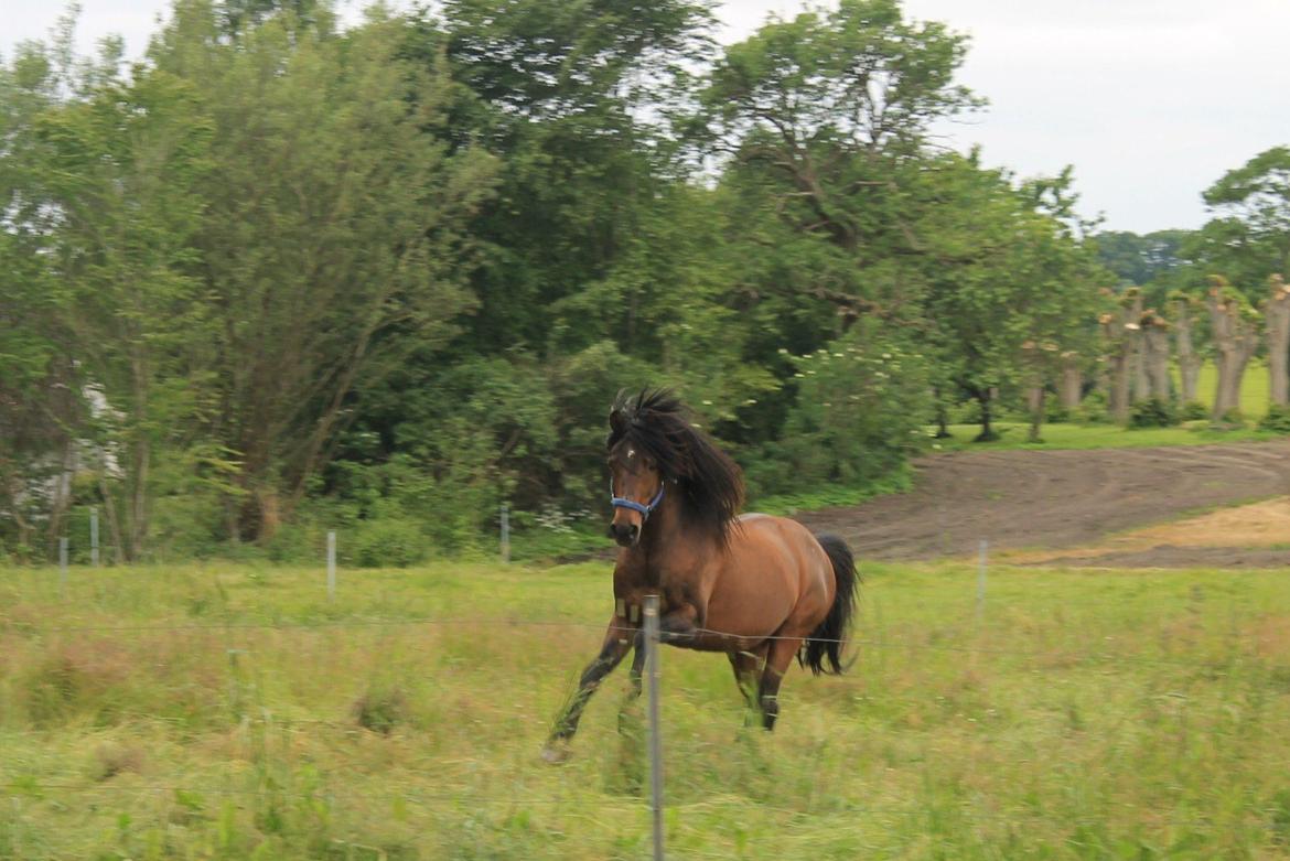 Anden særlig race Gavbogaard Lucas billede 20