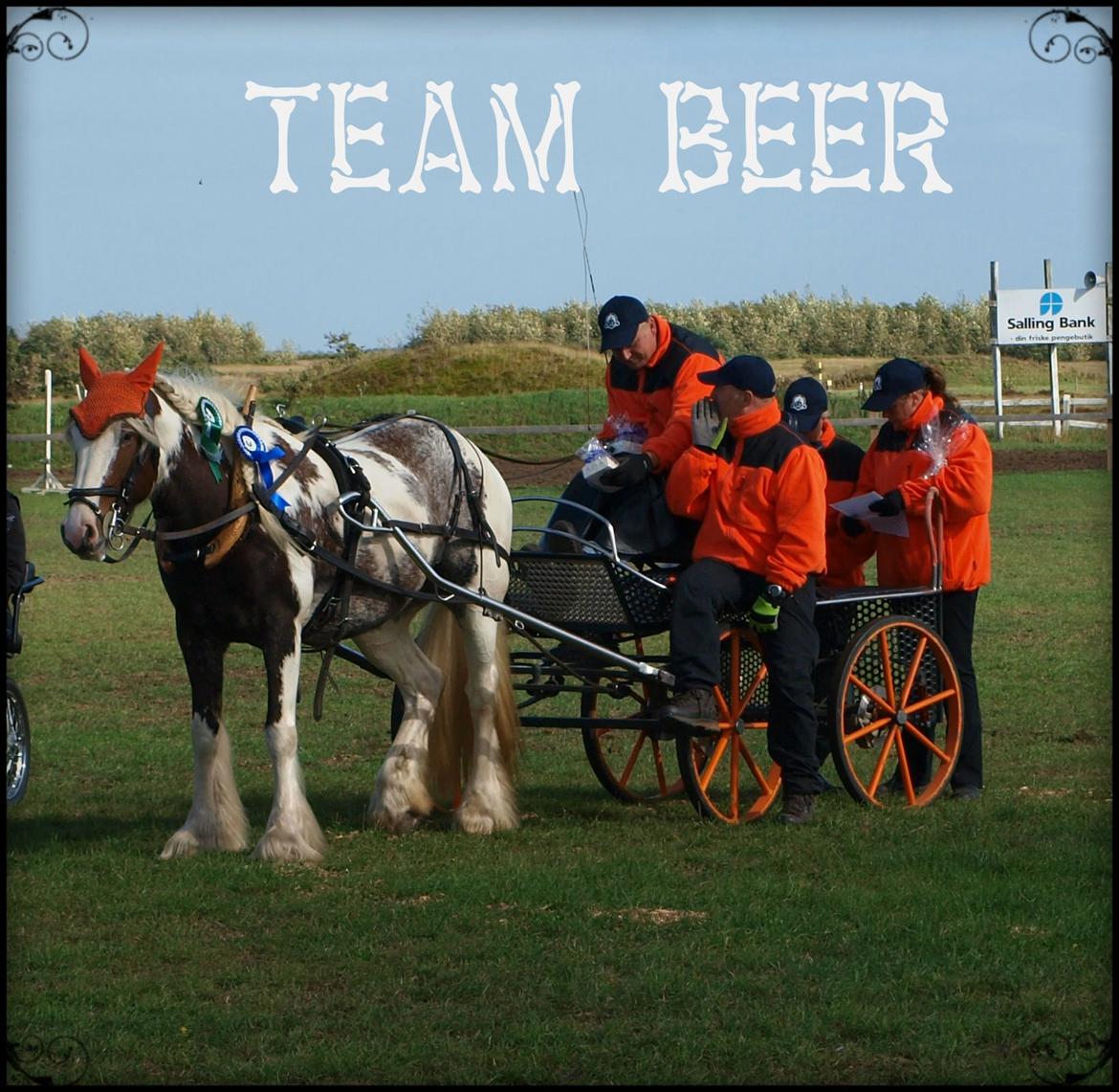 Irish Cob My Own Casmina billede 19