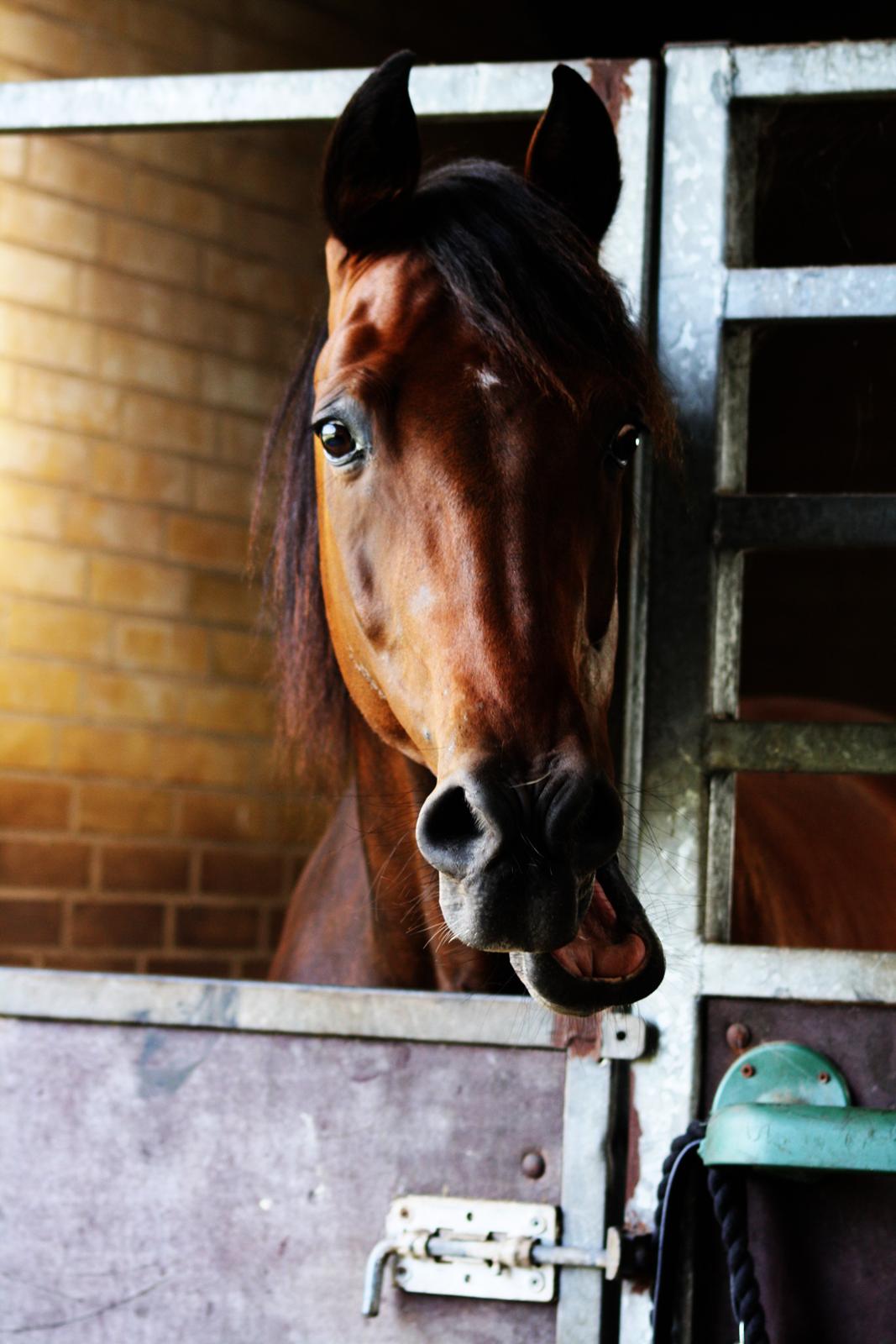 Traver | Kaliber Toft - Evigt fri <3 - Skønheden selv <3 [Foto: Maiken A. Engestoft] billede 9