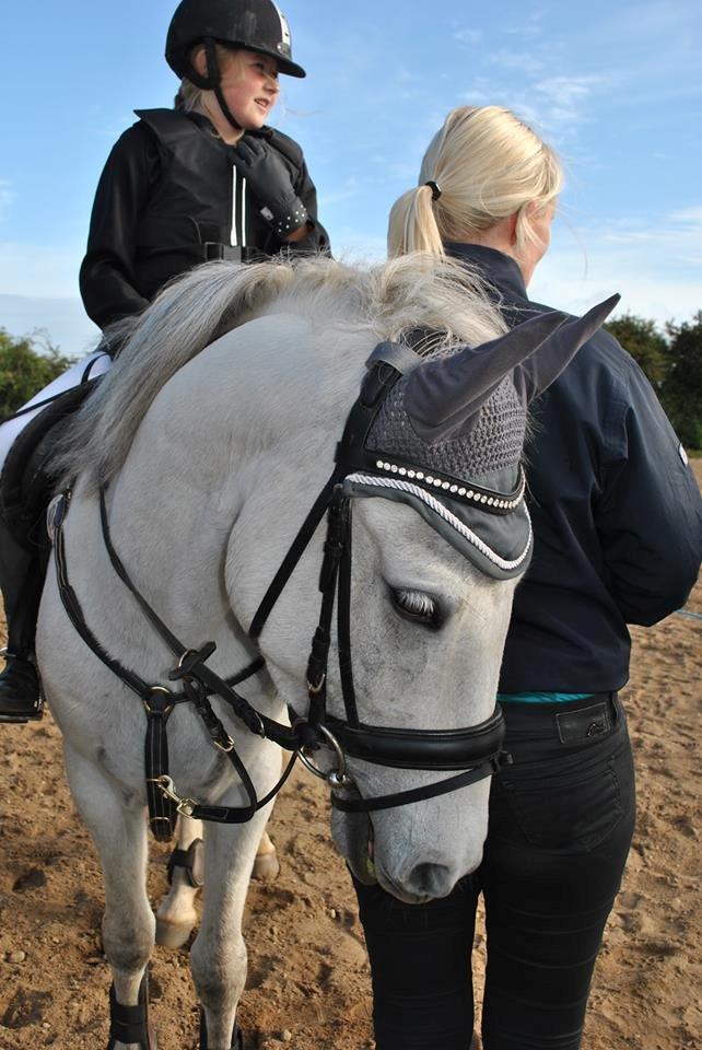 Anden særlig race William (Villy) billede 7