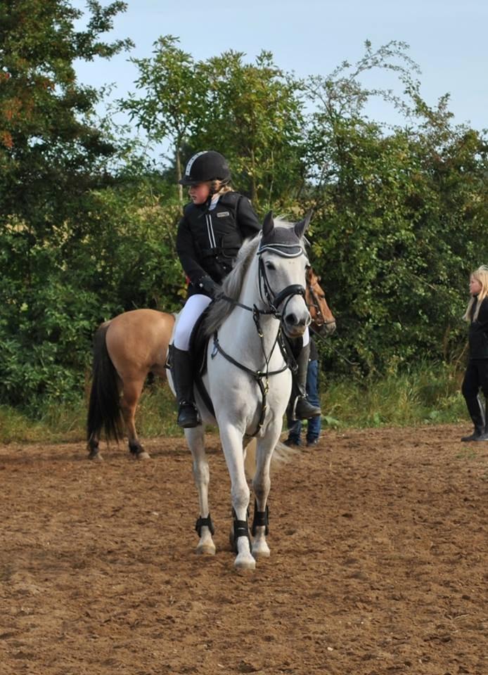 Anden særlig race William (Villy) - Willy´s første springstævne billede 10