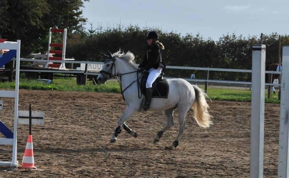 Anden særlig race William (Villy) - Fuld fart frem!:) billede 11