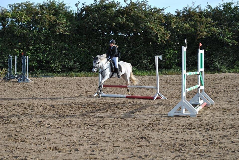 Anden særlig race William (Villy) - Se Hvad dygtig jeg er!:) billede 12