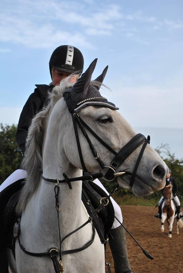 Anden særlig race William (Villy) - Uhh.. Der er noger spændene der ovre:) billede 13