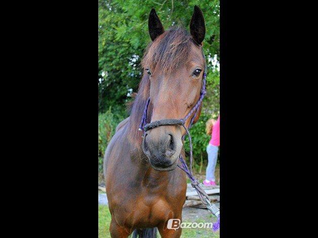 Traver (Opal F.H.) Tana billede 13